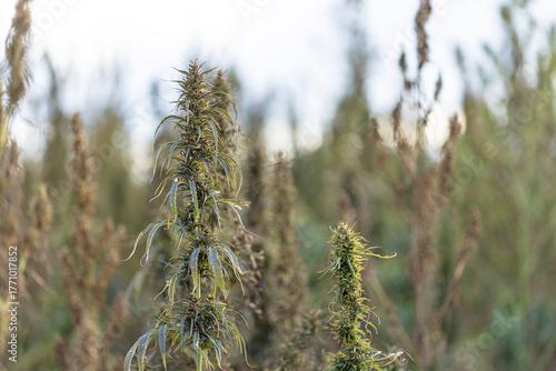 Field landscape with cannabis, used for medical treatment of fatal diseases like cancer, smoking for fun causing addiction, and for industrial use like constructions, textile production, insulation.
