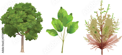 Illustration of three plants: a lush green oak tree on the left, a simple green sapling in the middle, and a bushy brownish plant on the right.