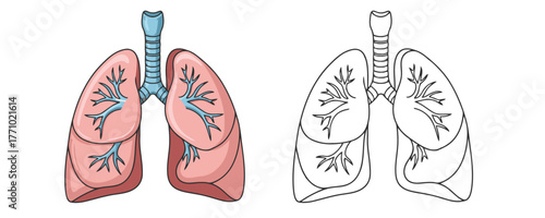 Detailed anatomical illustration of the human respiratory system with colored and outline versions for medical and educational projects