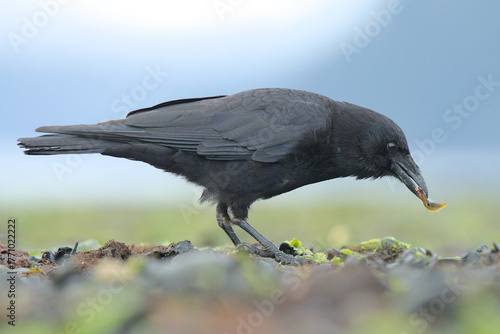An American Crow feeds along the Alaskan coastline.