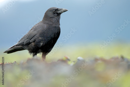 An American Crow feeds along the Alaskan coastline.