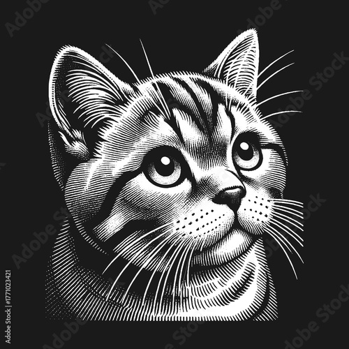 Detailed monochrome illustration of a cute cat looking upwards.