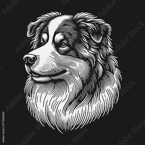 Australian Shepherd Portrait in Detailed Engraving Style.