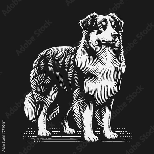 Majestic Australian Shepherd Dog Portrait in Striking Black and White.