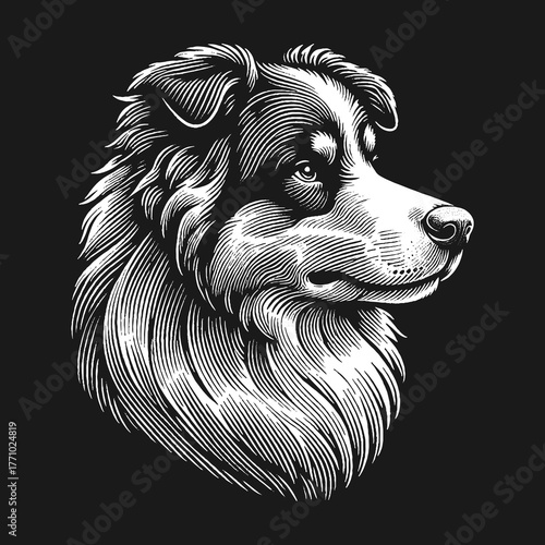 Detailed Engraving of a Majestic Border Collie Dog Portrait.