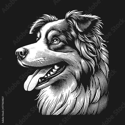 Detailed Engraving of a Border Collie Dog Portrait.