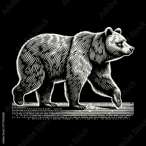 Detailed Black and White Engraving of a Grizzly Bear Walking.
