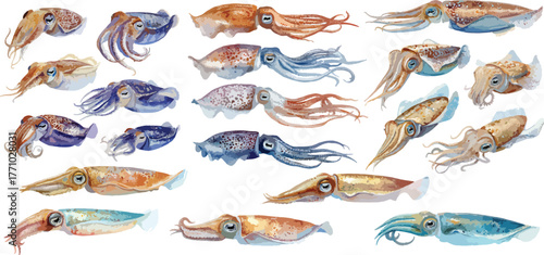 Watercolor  Calamari Clipart