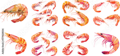 Watercolor Cooked Shrimp Clipart