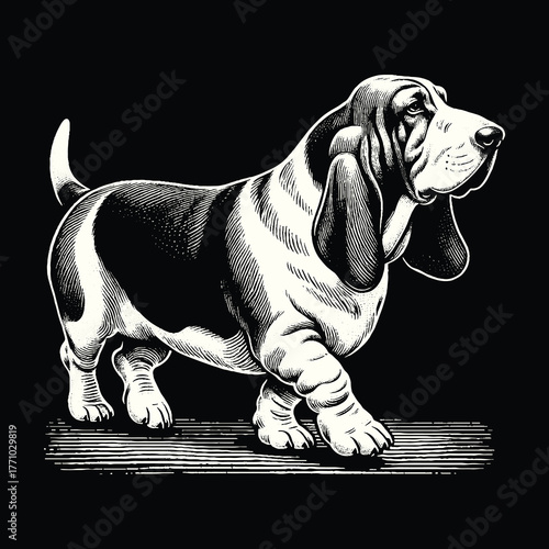 Basset Hound Dog Walking Confidently on Black Background.