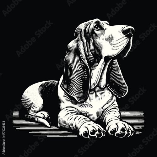 Elegant Basset Hound Portrait in Monochrome Style.