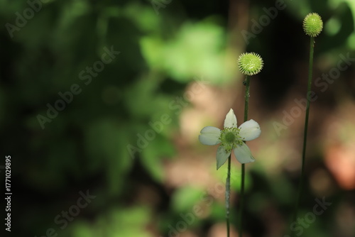 Virginia Anemone (Anemone virginiana) Bloom in Close-Up with Blurred Green Background