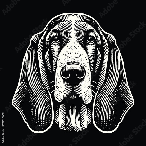 Basset Hound Portrait: Detailed Black and White Engraving.