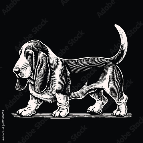 Basset Hound Illustration: A Detailed Black and White Portrait.