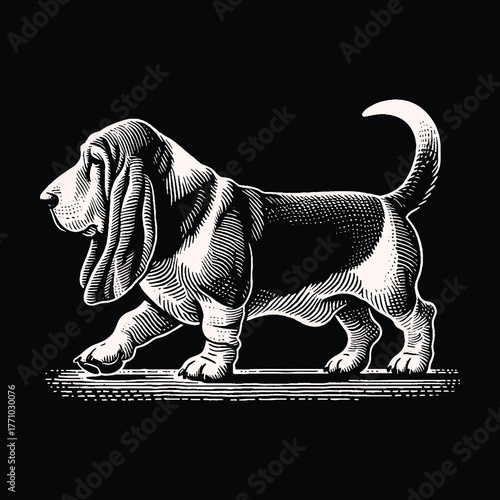 Elegant Basset Hound Illustration in Detailed Engraving Style.