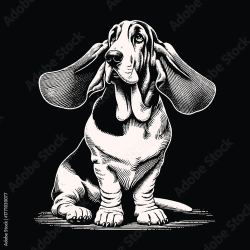 Basset Hound Portrait: A Detailed Black and White Illustration.