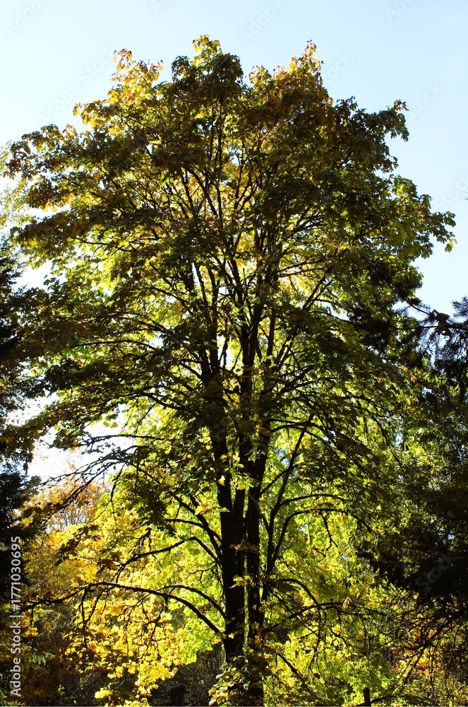 Fototapeta premium Golden autumn leaves on a tree in sunlight