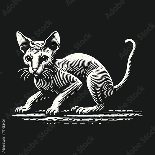 Elegant Sphynx Cat Illustration on Black Background.