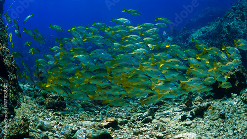 Underwater photo of school of fish at a coral reef. Yellow Snapper Fish. From a scuba dive off the coast of the island Koh Lanta in the south Andaman Sea in Thailand.