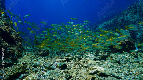 Underwater photo of school of fish at a coral reef. Yellow Snapper Fish. From a scuba dive off the coast of the island Koh Lanta in the south Andaman Sea in Thailand.