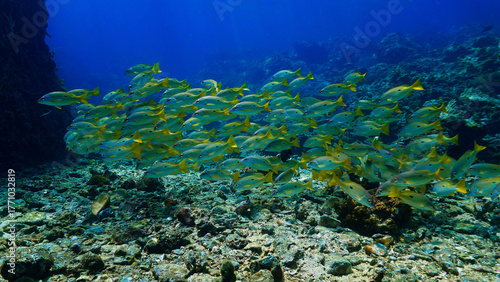 Underwater photo of school of fish at a coral reef. Yellow Snapper Fish. From a scuba dive off the coast of the island Koh Lanta in the south Andaman Sea in Thailand.