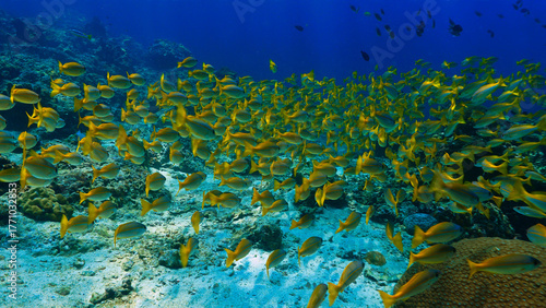 Underwater photo of school of fish at a coral reef. Yellow Snapper Fish. From a scuba dive off the coast of the island Koh Lanta in the south Andaman Sea in Thailand.