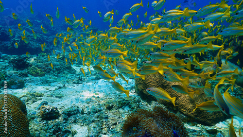 Underwater photo of school of fish at a coral reef. Yellow Snapper Fish. From a scuba dive off the coast of the island Koh Lanta in the south Andaman Sea in Thailand.