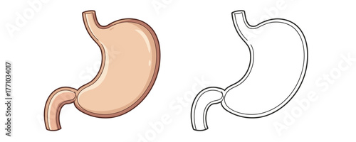 Detailed anatomical illustration of the human stomach with colored and outline versions for medical and educational projects