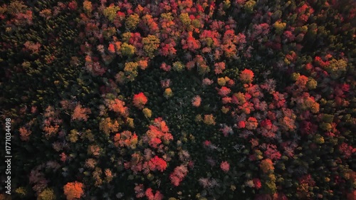Cinematic drone shot Top View Peaceful Scene Of Autumn Forest In Canada With Rich Red, Yellow, And Green Trees. Camera Slowly Rotates And Moves Up, Revealing The Vast Nova Scotia Landscape.
