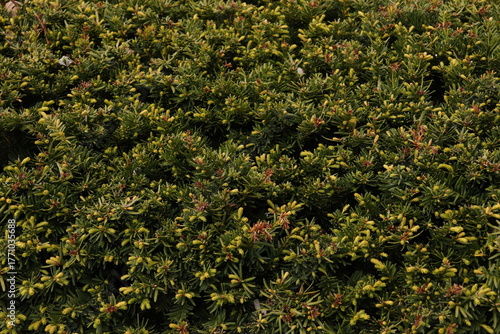 Close-Up Texture of Podocarpus Plant with Small Brownish Blossoms and Buds