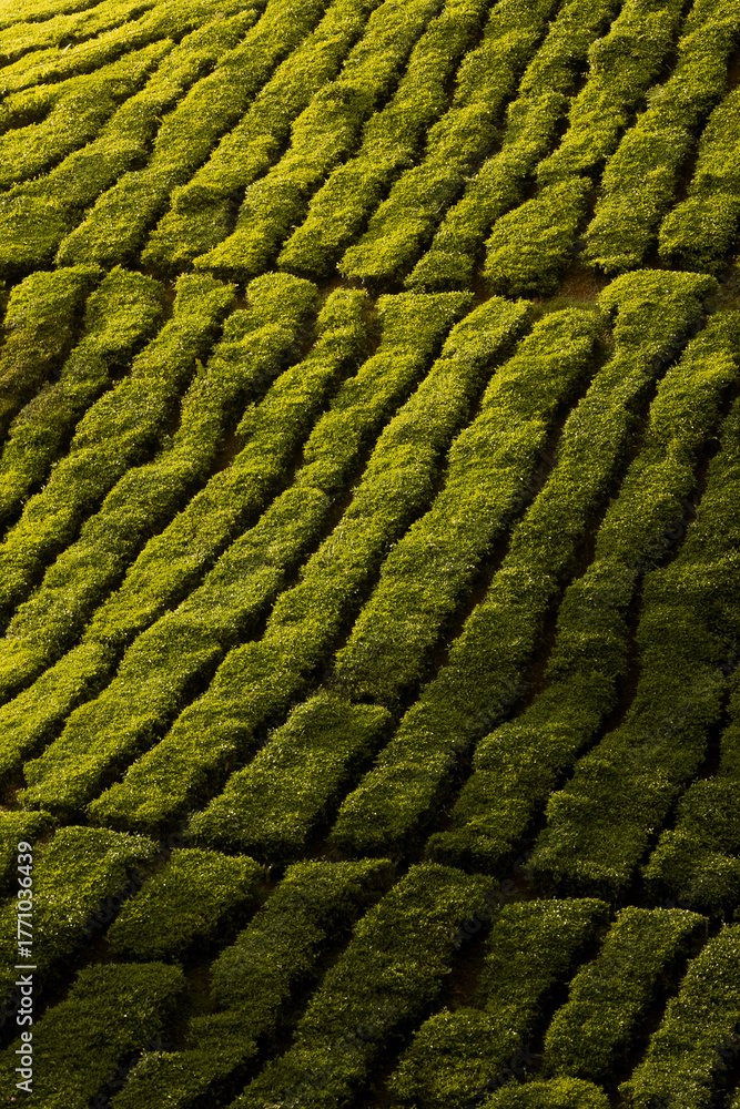 Fototapeta premium Tea Plantations Green Texture Wallpaper