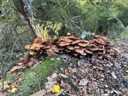 Autumn Mushrooms and moss on tree