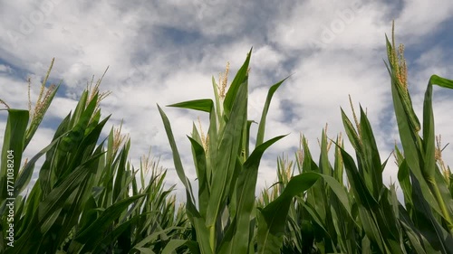 Rows of healthy green corn crops within an agricultural field. Plants are lush and green, set against a cloudy blue Summer sky. Captured in early July in the Midwest, USA.