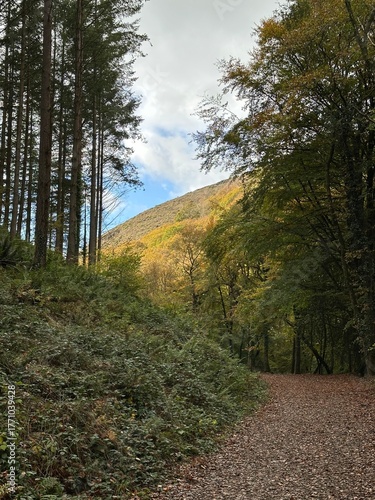 Mountain path in the woods with hills and leaves in autumn