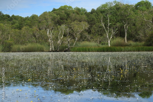 Melaleuca or old paper tree bark and reflection on the water surface with dense blooms of white Cabomba Caroliniana (carolina fanwort).
Rayong Botanical Garden ,Thailand