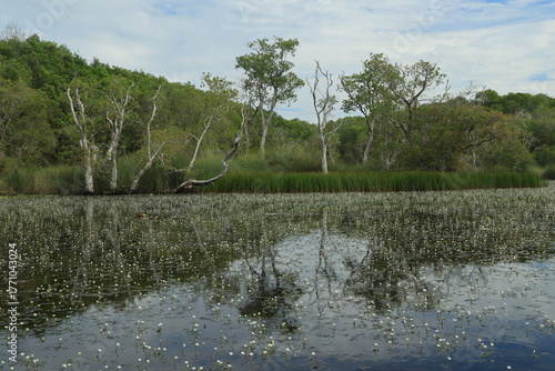 Melaleuca or old paper tree bark and reflection on the water surface with dense blooms of white Cabomba Caroliniana (carolina fanwort).
Rayong Botanical Garden ,Thailand