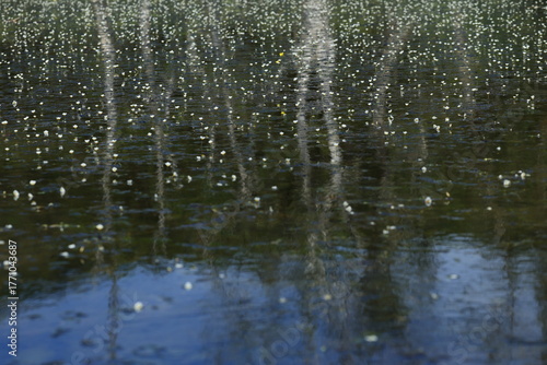 Melaleuca or old paper tree bark and reflection on the water surface with dense blooms of white Cabomba Caroliniana (carolina fanwort).
Rayong Botanical Garden ,Thailand