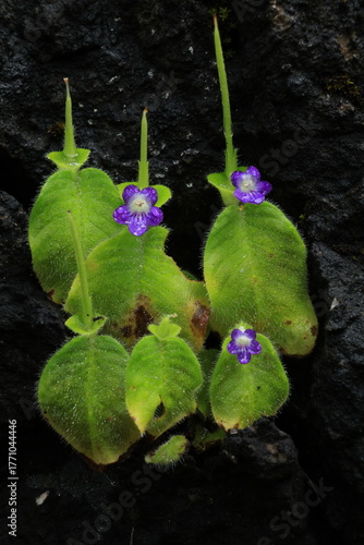 Microchirita Rupestris (yat muang) , Herb 70 cm high on limestone in mixed-deciduous forest. Flower violet with white line. Umphang ,Tak ,THAILAND	
