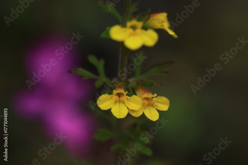 Phtheirospermum Parishii  , low bushes on exposed ridge of limestone. Corolla yellow, sparsely glandular-pilose outside. upper lip broadly ovate, flower lip spreading 3-lobed.
Umphang ,Tak ,THAILAND

