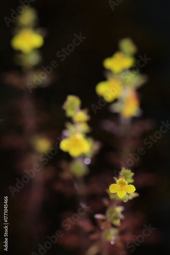 Phtheirospermum Parishii  , low bushes on exposed ridge of limestone. Corolla yellow, sparsely glandular-pilose outside. upper lip broadly ovate, flower lip spreading 3-lobed.
Umphang ,Tak ,THAILAND