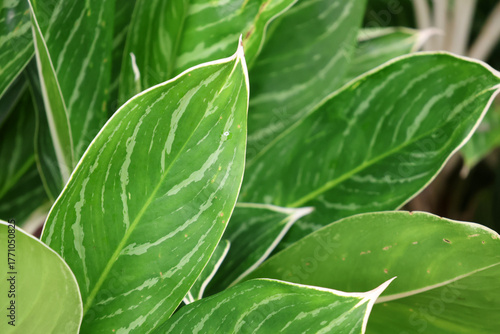 Close-up of green and white leaves on an Aglaonema plant in a garden