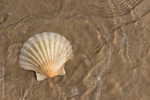 Foto Pecten maximus, great scallop, king scallop, St James shell or escallop partiall