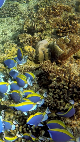 Experience the vibrant underwater ecosystem of the Maldives. Observe a school of Powder Blue Tangs gracefully swimming among colorful coral formations during the day.