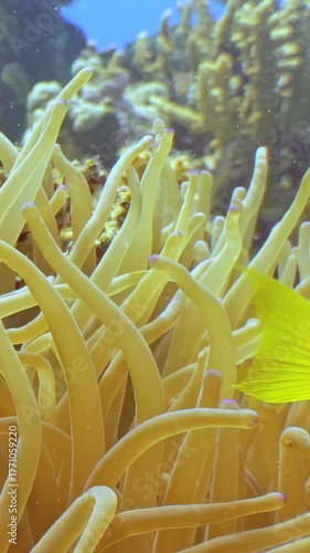 An anemonefish darts playfully among the waving tentacles of its anemone home. This symbiotic relationship thrives in the vibrant coral reefs of the Red Sea. Breathtaking