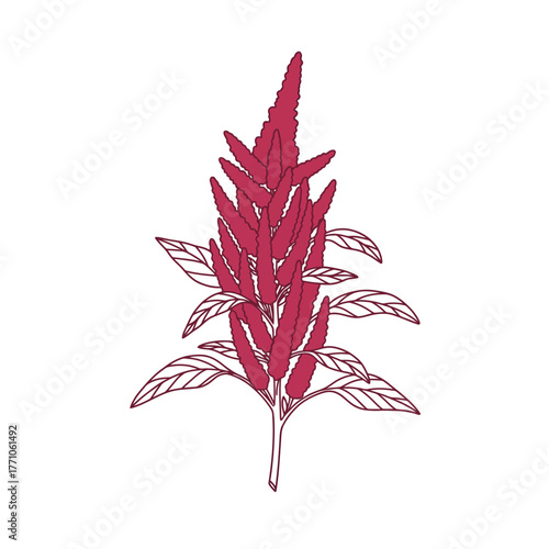 Stylized botanical line art illustration of a blooming amaranth plant with vibrant red flower spikes, isolated on white