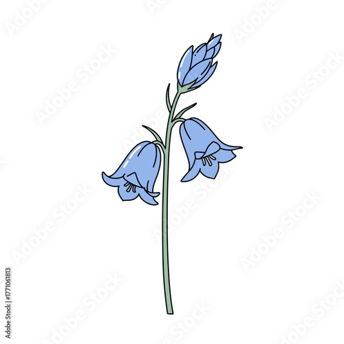 Delicate bluebell flower vector illustration. Hand-drawn botanical line art of a wild hyacinth with light sky blue petals isolated on a white background