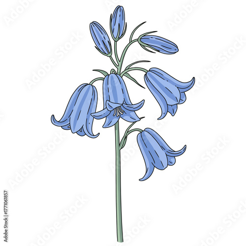 Vector line art illustration of a bluebell flower with a distinct outline and flat color design, isolated on a white background