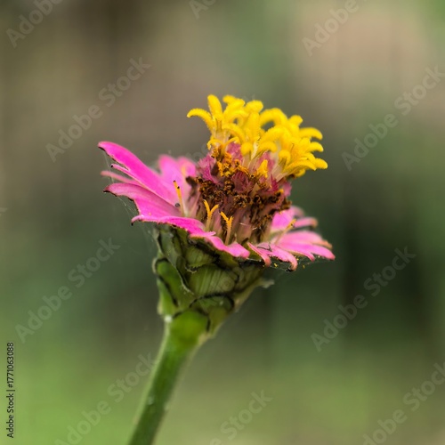 Pink zinnia showcases bright yellow center