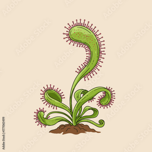 Detailed line art vector illustration of a carnivorous sundew plant, a predatory botanical specimen with sticky leaves