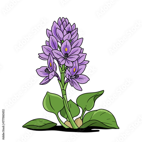 A beautiful vector line art illustration of a blooming purple water hyacinth plant, isolated on a white background for botanical design